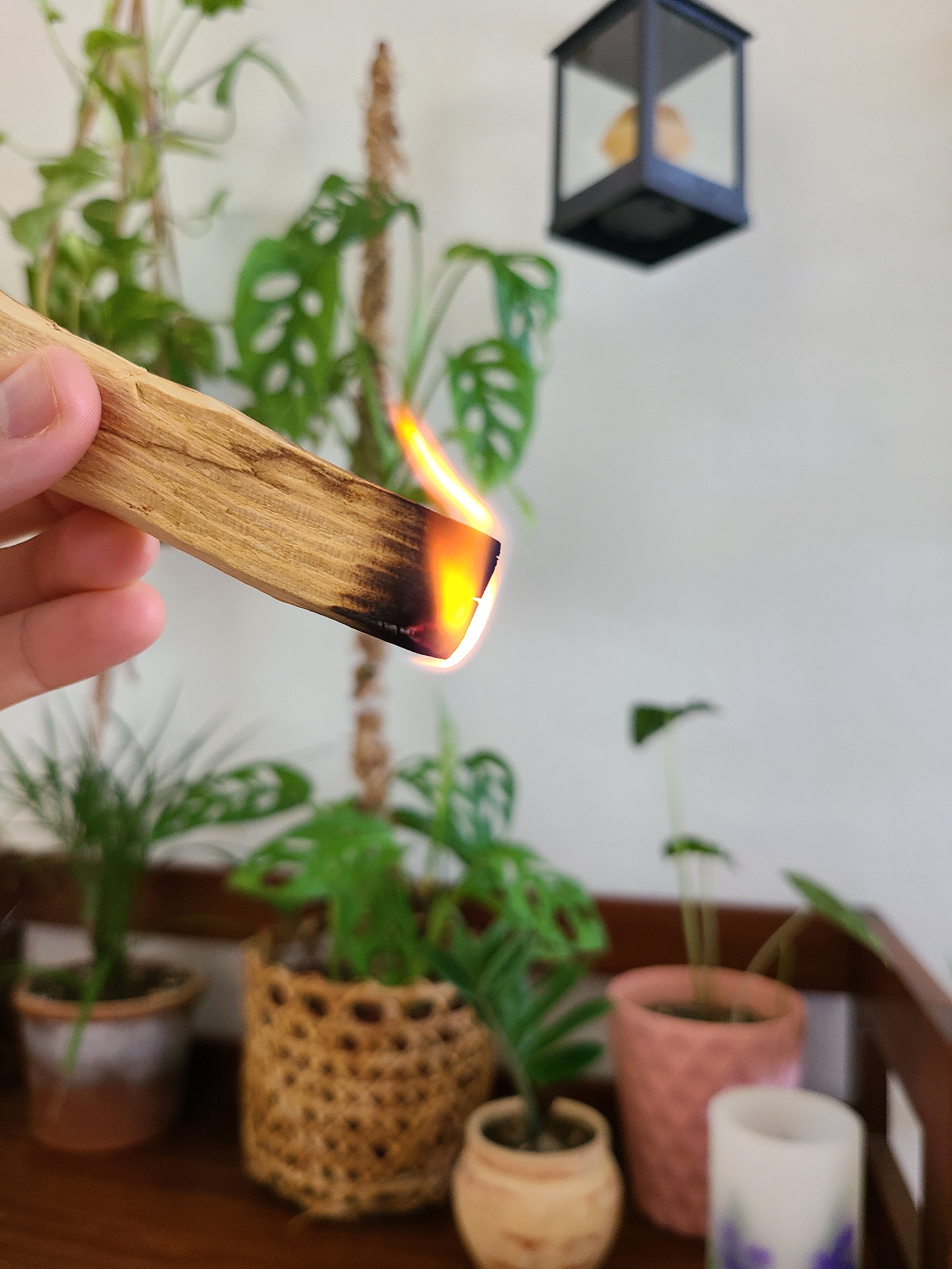 Palo Santo